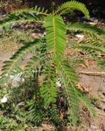 Sesbania grandiflora - Jeunes plantes