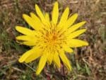Tragopogon pratensis - Détails d'une fleur