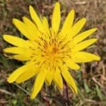 Tragopogon pratensis, Détails d'une fleur de Salsifis des prés, graines de Tragopogon pratensis, graines de Salsifis des prés