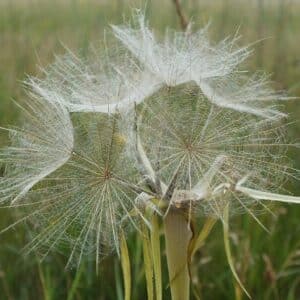 Tragopogon pratensis, Infrutescence de Salsifis des prés, graines de Tragopogon pratensis, graines de Salsifis des prés