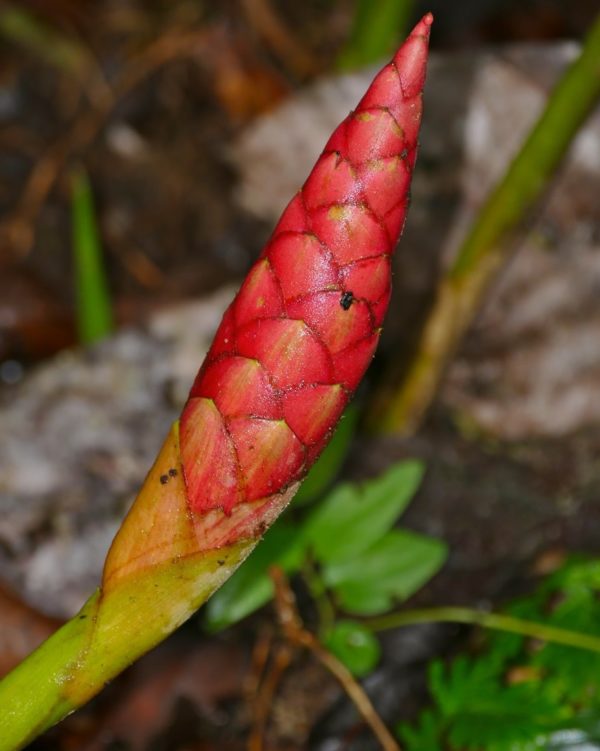 Zingiber nudicarpum - Inflorescence