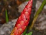 Zingiber nudicarpum - Inflorescence