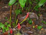 Zingiber nudicarpum - Vue générale