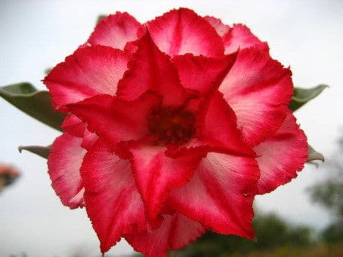 vegherb 2 Désert Blanc Rose Rare Jaune Graines Adenium obesum Fleurs vivaces Exotiques 