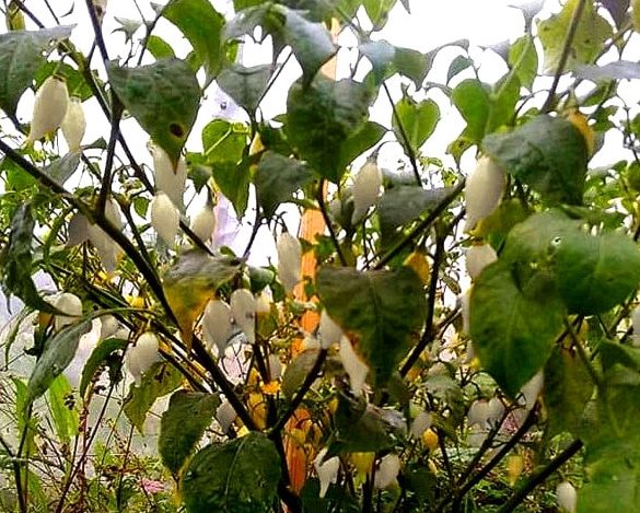 Piment Biquinho blanc – Capsicum chinense