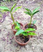Elettaria cardamomum - Plants de Cardamome aromatique