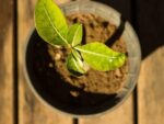 Adenium obesum - Vue de haut d'un plant