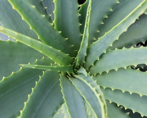 Aloe vera - Détail d'une feuille