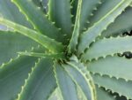 Aloe vera - Détail d'une feuille