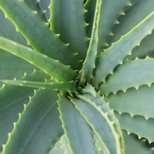 Aloe vera - Détail d'une feuille
