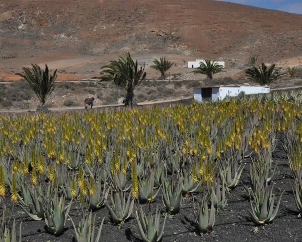 Aloe vera - En floraison