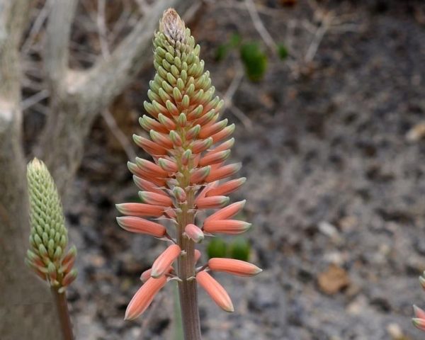 Aloe vera - Inflorescence