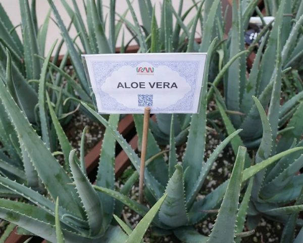 Aloe vera - Vue générale