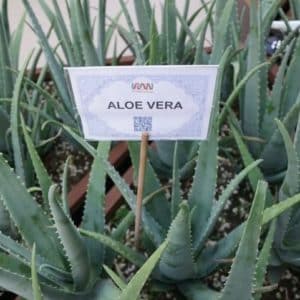 Aloe vera - Vue générale