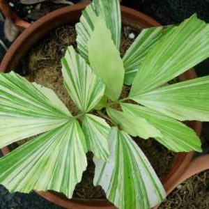 Caryota mitis 'Variegata' - Vue générale