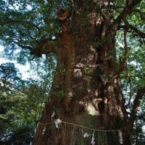 Cinnamomum camphora - Détails du tronc