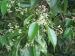 Cinnamomum camphora - Inflorescence