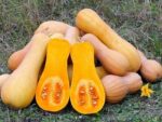 Courge Butternut - Baies entières et tranchées