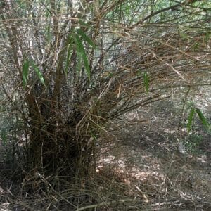 Dendrocalamus strictus - En milieu naturel