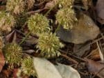Dendrocalamus strictus - Floraison
