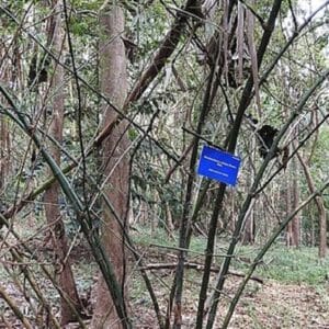 Dendrocalamus strictus - Vue générale