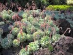 Echeveria elegans, Echeveria élégant, Plant d'Echeveria elegans, Plant d'Echeveria élégant
