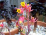 Echeveria elegans, Floraison d'Echeveria élégant, plant d'Echeveria elegans, plant d'Echeveria élégant
