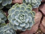 Echeveria elegans, Vue de haut d'Echeveria élégant, Plant d'Echeveria elegans, Plant d'Echeveria élégant