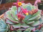 Echeveria elegans, Echeveria élégant, Plant d'Echeveria elegans, Plant d'Echeveria élégant