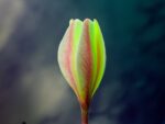Frangipanier - Bouton floral