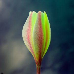 Frangipanier - Bouton floral