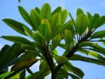 Graines de Plumeria rubra, graines de Frangipanier