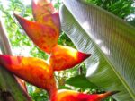 Heliconia Champneiana 'Splash' - Détails d'une fleur