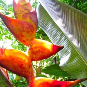 Heliconia Champneiana 'Splash' - Détails d'une fleur
