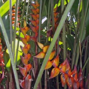 Heliconia champneiana 'Splash' - Floraison