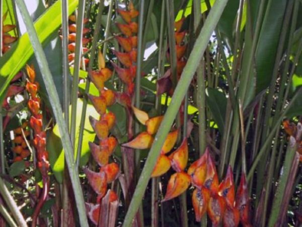 Heliconia champneiana 'Splash' - Floraison