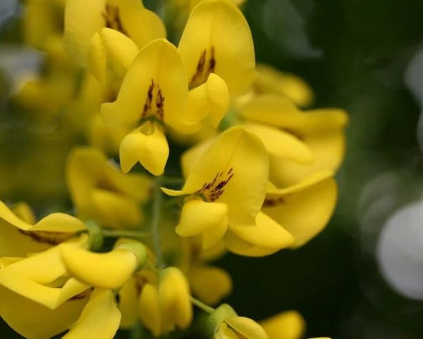 Laburnum anagyroides - Détails d'une fleur