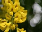 Fleur de Laburnum anagyroides, Détails d'une fleur de Cytise, graines de Laburnum anagyroides, graines de Cytise