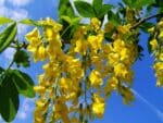 Floraison de Laburnum anagyroides, Floraison de Cytise, graines de Laburnum anagyroides, graines de Cytise