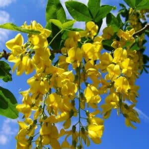 Laburnum anagyroides - Floraison