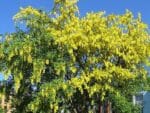 Laburnum anagyroides, Vue générale de Cytise, graines de Laburnum anagyroides, graines de Cytise