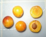 Mirabellier - Coupe d'un fruit