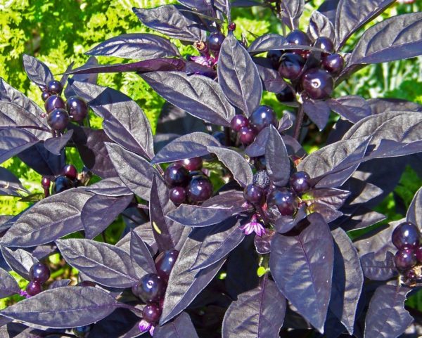 Piment Black Pearl - Fruits, feuilles et fleur