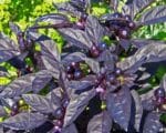 Piment Black Pearl - Fruits, feuilles et fleur