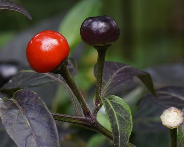 Piment Black Pearl - Fruits verts et mûrs