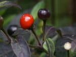 Piment Black Pearl, Fruits verts et mûrs de Capsicum annuum, graines de Piment Black Pearl, graines de Capsicum annuum