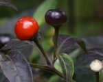 Piment Black Pearl - Fruits verts et mûrs