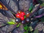 Piment Black Pearl, Infrutescence et feuillage de Capsicum annuum, graines de Piment Black Pearl, graines de Capsicum annuum