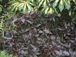 Piment Black Pearl, Capsicum annuum, graines de Piment Black Pearl, graines de Capsicum annuum