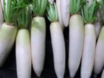 Radis Daikon - Récolte
